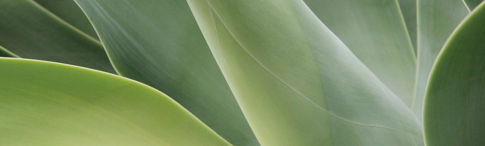 Esth&eacute;vital Nutrition